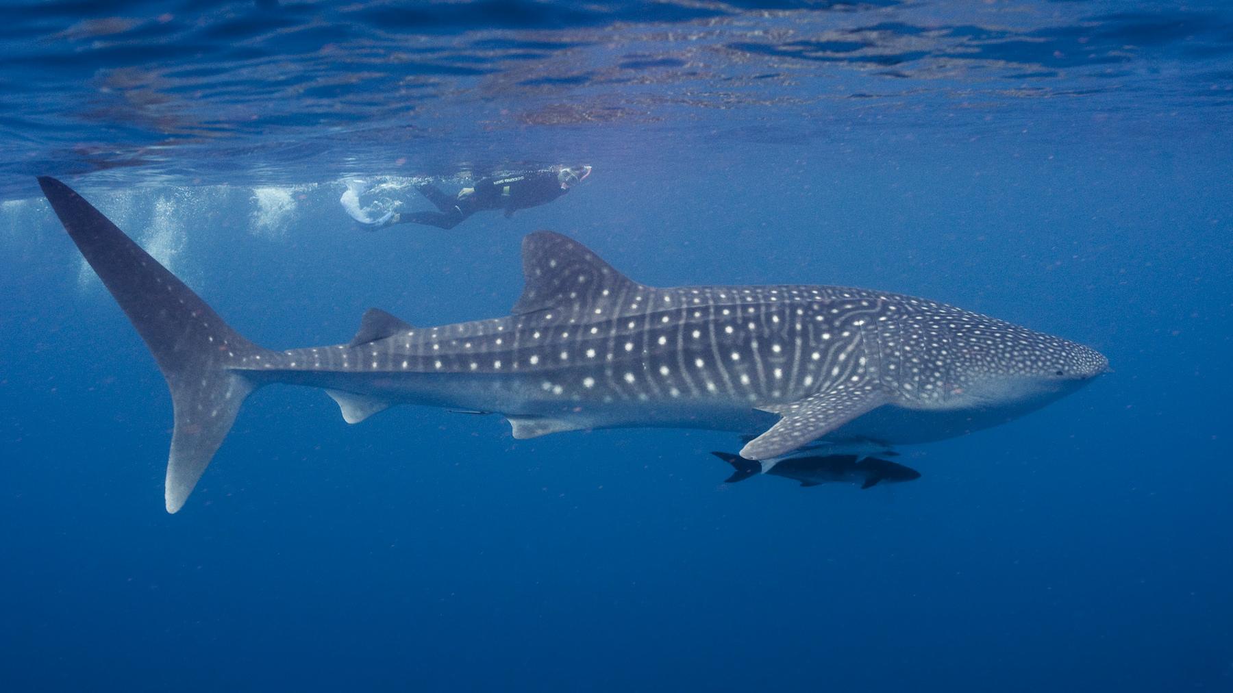 Peces Excepcionales V: El Tiburón Ballena, Un Noble Gigante | Museo ...